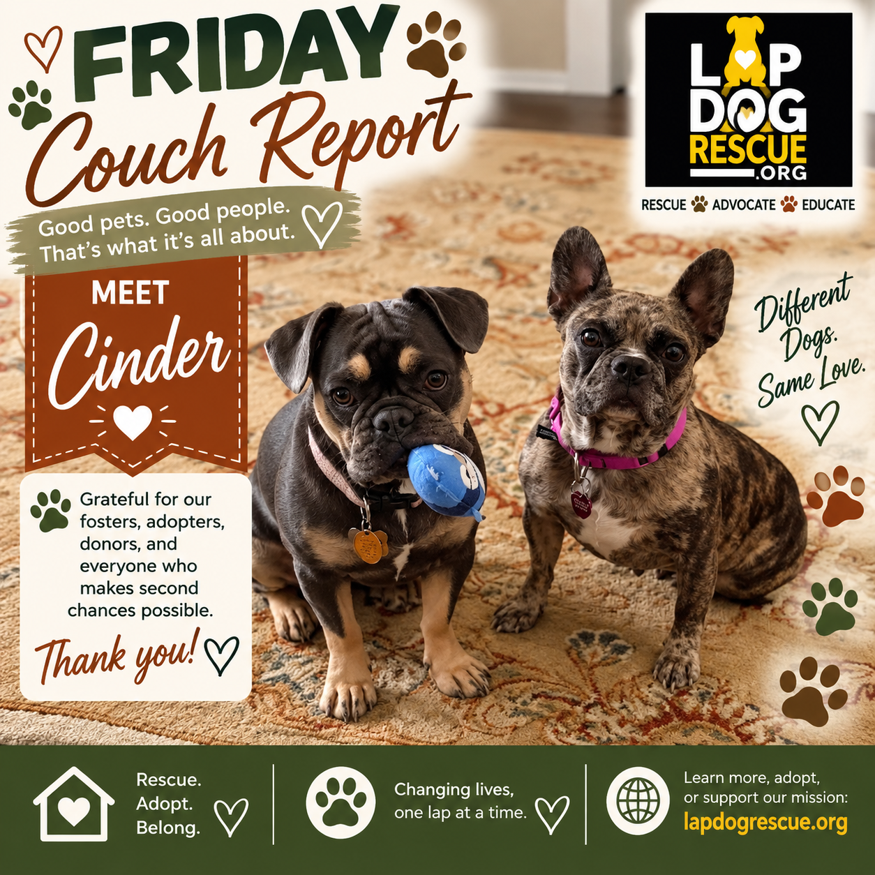 Friday Couch Report celebrating Cinder's adoption