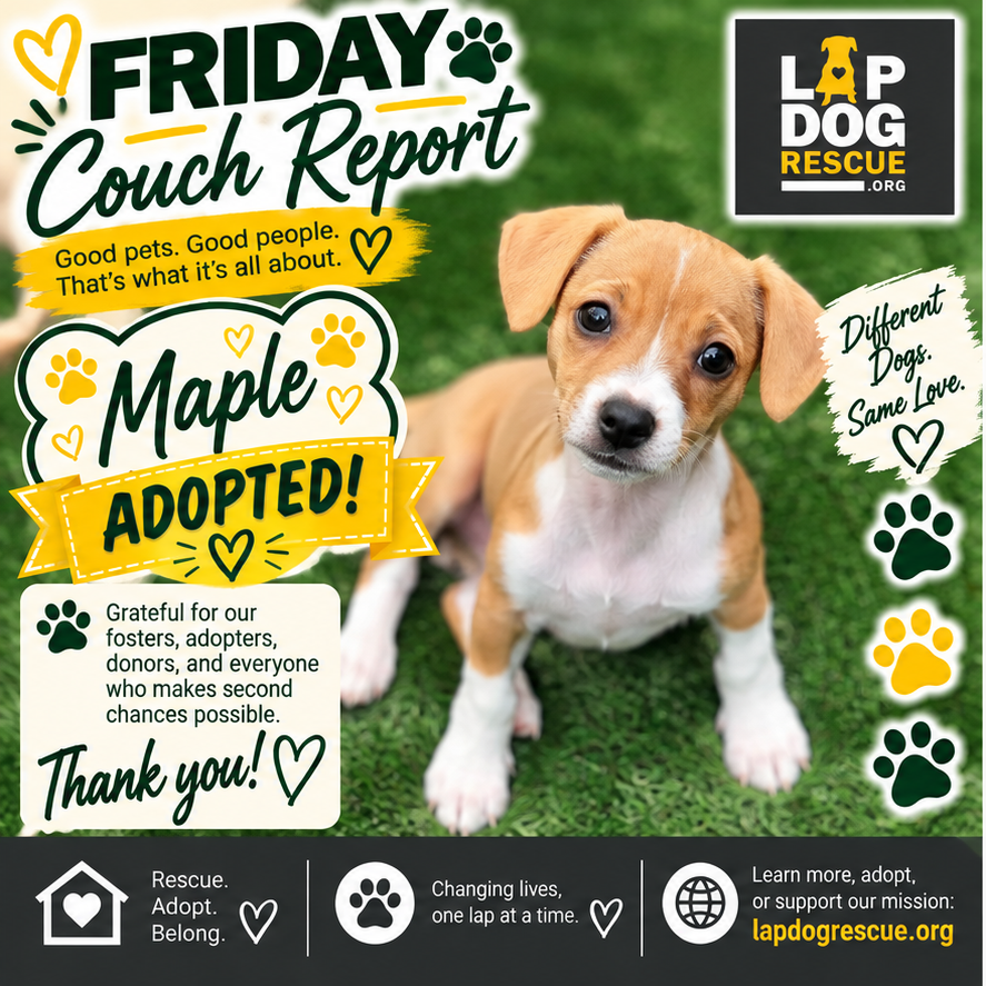 Friday Couch Report celebrating Maple — adopted in October 2026