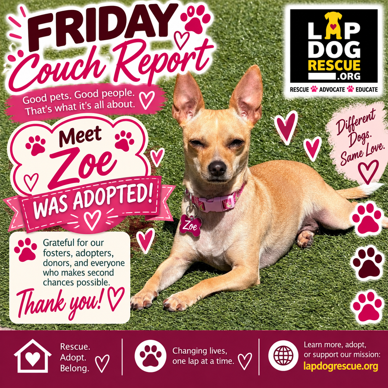 Friday Couch Report celebrating Zoe's adoption