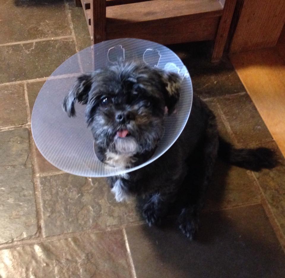dog with cone